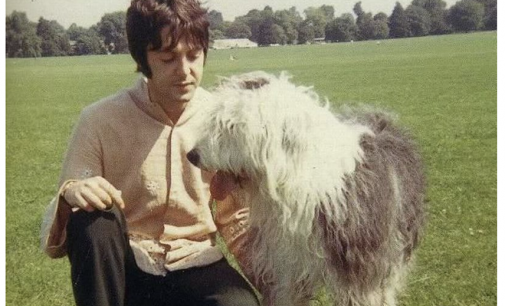 The dogs who inspired Sir Paul McCartney’s chart-topping songs – Liverpool Echo