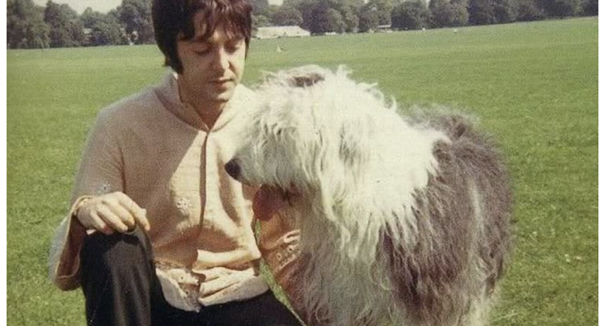 The dogs who inspired Sir Paul McCartney’s chart-topping songs – Liverpool Echo